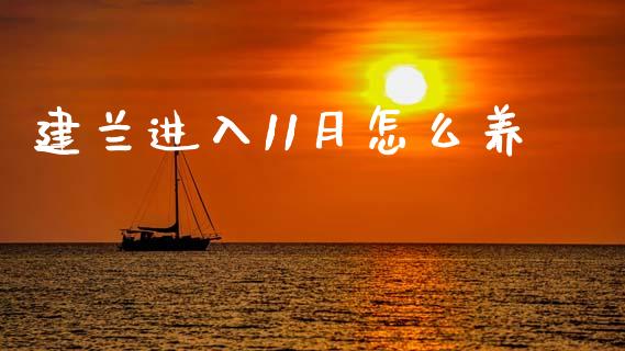 建兰进入11月怎么养_https://www.qdlswl.com_理财_第1张
