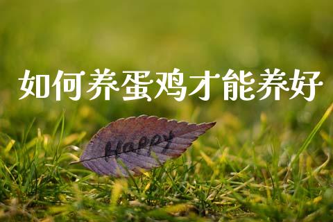 如何养蛋鸡才能养好_https://www.qdlswl.com_期货_第1张